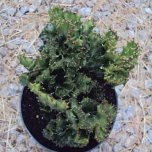 Brain Cactus